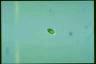 Euglena