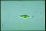 Euglena