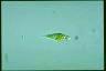 Euglena