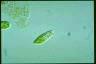 Euglena