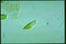 Euglena