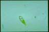 Euglena