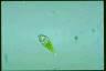 Euglena