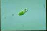 Euglena