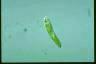 Euglena