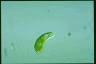 Euglena