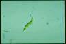 Euglena