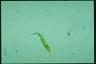 Euglena