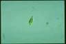 Euglena