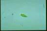 Euglena