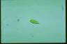 Euglena