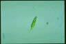 Euglena