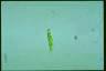 Euglena