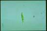 Euglena