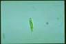 Euglena