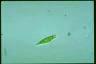 Euglena