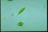 Euglena