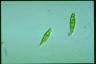 Euglena