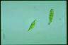 Euglena