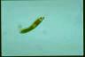 Euglena