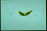 Euglena