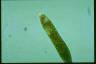 Euglena