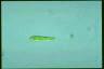 Euglena