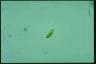 Euglena