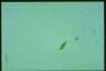 Euglena