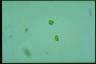 Euglena