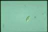 Chilomonas paramecium