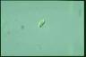 Chilomonas paramecium