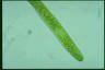 Euglena ehrenbergii