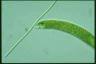 Euglena ehrenbergii