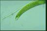 Euglena ehrenbergii