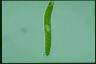 Euglena ehrenbergii