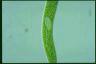 Euglena ehrenbergii