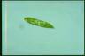 Euglena spirogyra