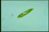 Euglena spirogyra