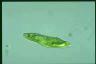 Euglena spirogyra