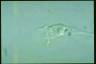 Rotifer