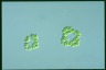 Dimorphococcus