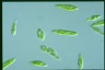 Euglena gracilis