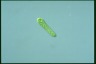 Euglena gracilis