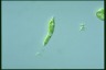 Euglena mutabilis