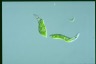 Euglena mutabilis