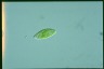 Euglena viridis