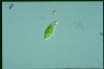 Euglena viridis