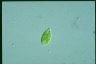 Euglena viridis