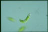 Euglena